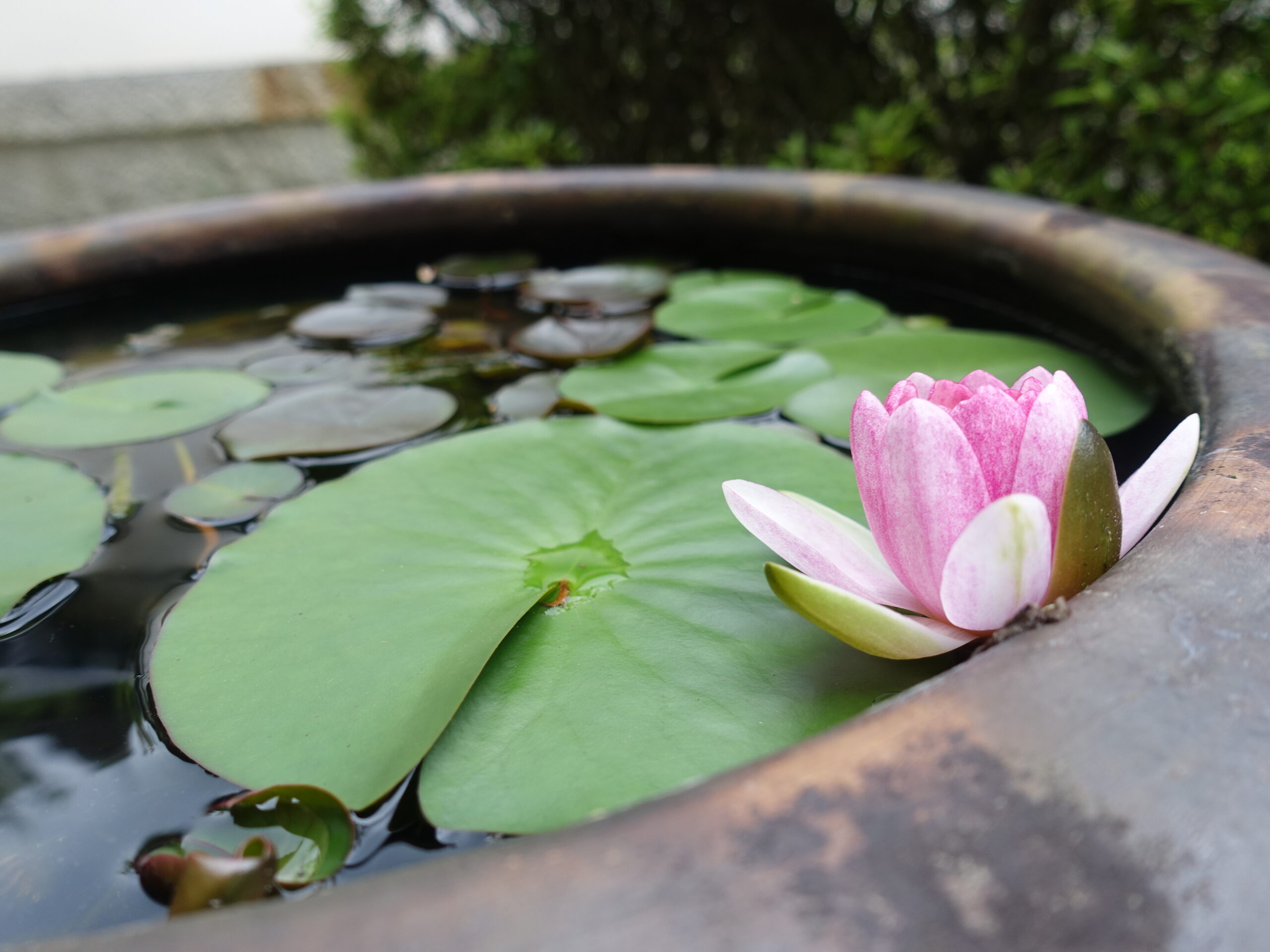 蓮の花